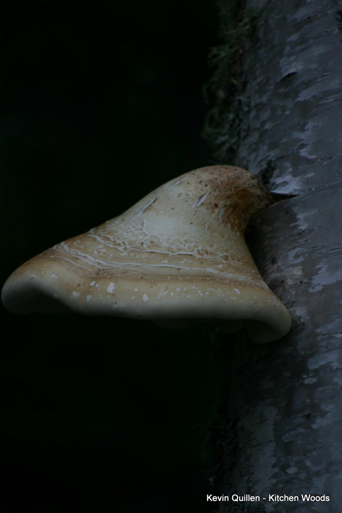 Mushroom in Tree - #2